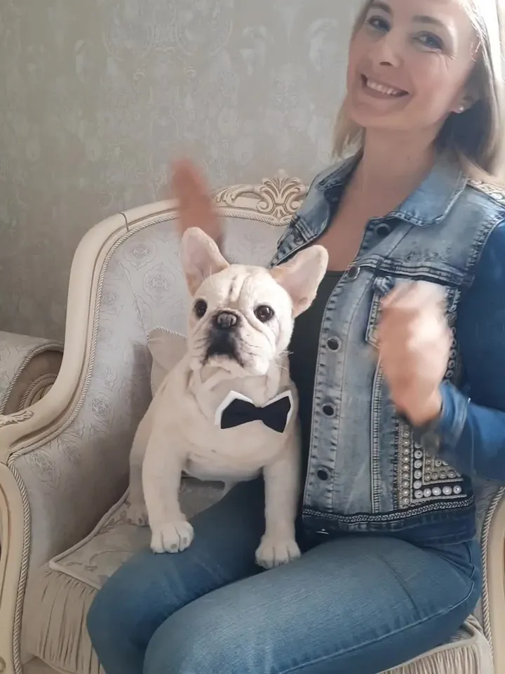 French Bulldog realistic plush animals. Ooak toy. Dog stuffed toy