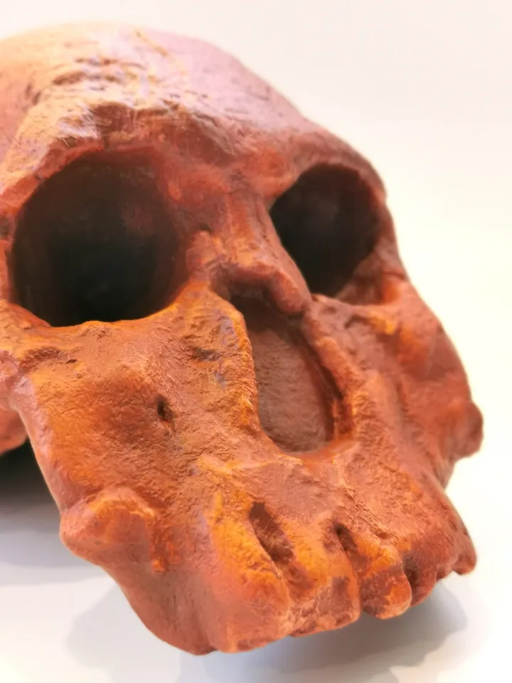 Homo Rudolfensis Skull Replica (KNM-ER), Prehistoric Fossil Collection, Realistic Hominid Skull