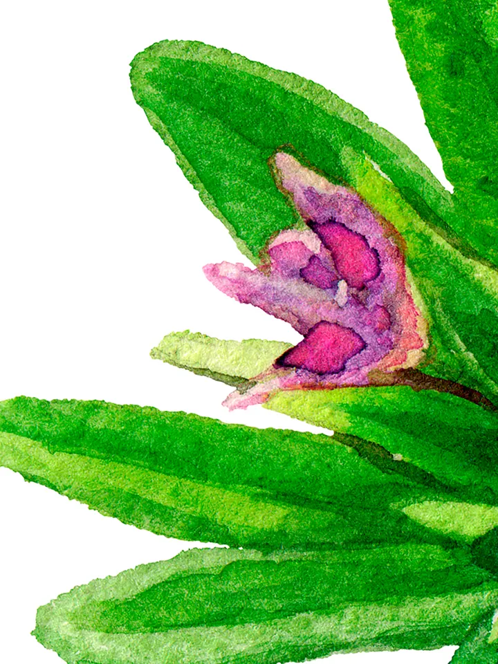 Watercolor botanical clipart, Calibrahoa flowers, 9 Digital files PNG on transparent background, Flower clipart for design, Purple flowers