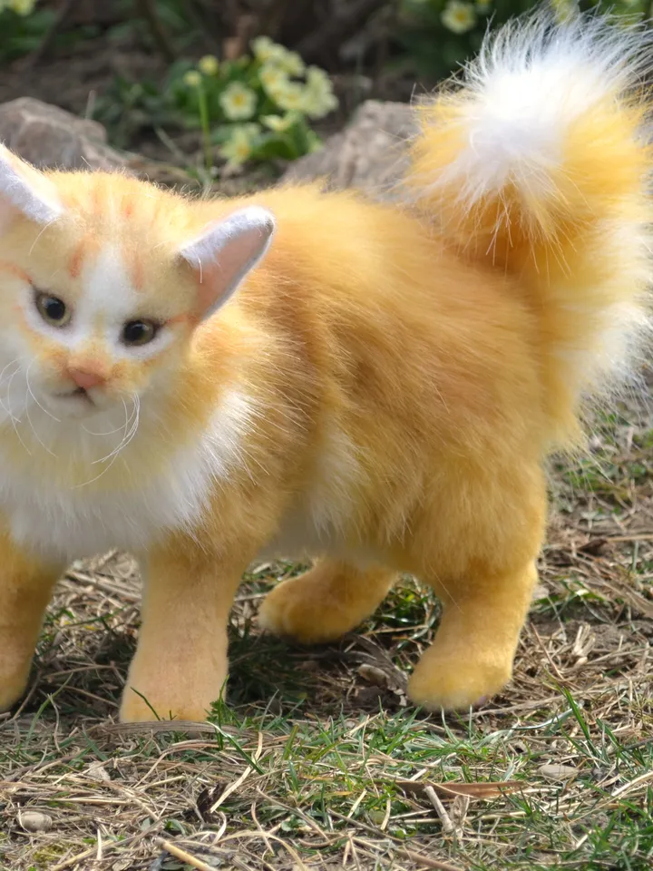 Cat Orange.
