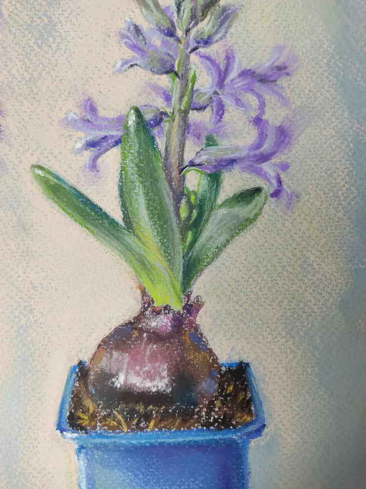 Hyacinth. Stages of flowering. Original soft pastel drawing.