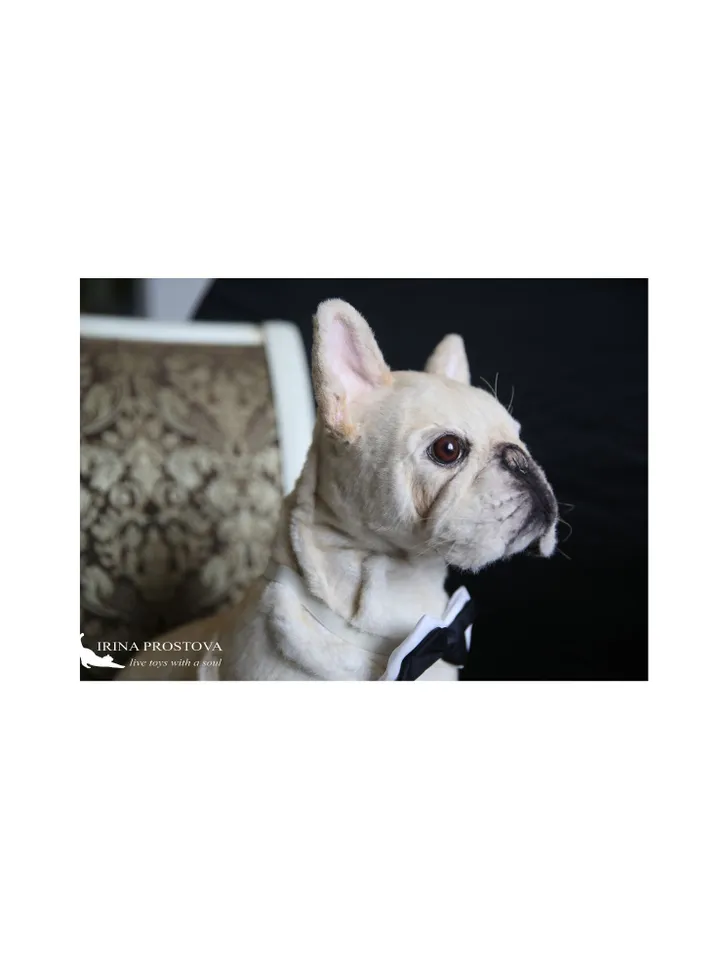 French Bulldog realistic plush animals. Ooak toy. Dog stuffed toy