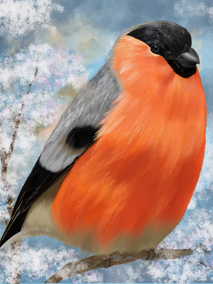 Bird bullfinch painting digital art | Bullfinch hand drawing | Cute bird drawing realistic for card, print, poster, wall art.