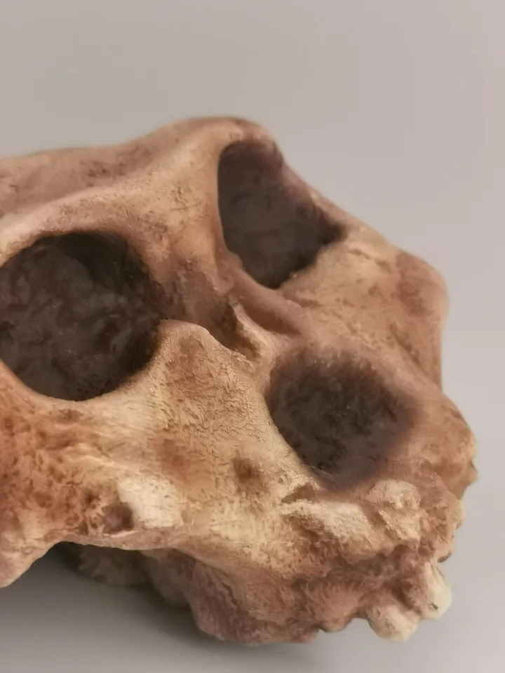 Paranthropus Robustus Swartkrans Skull Replica, Prehistoric Fossil Collection, Realistic Hominid Skull, Museum Quality