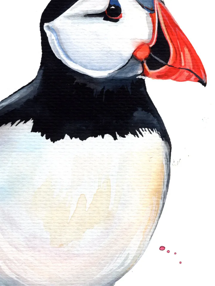 Puffin original watercolor, birds painting, wall decor, 7x10 in art for bird lovers by Anne Gorywine