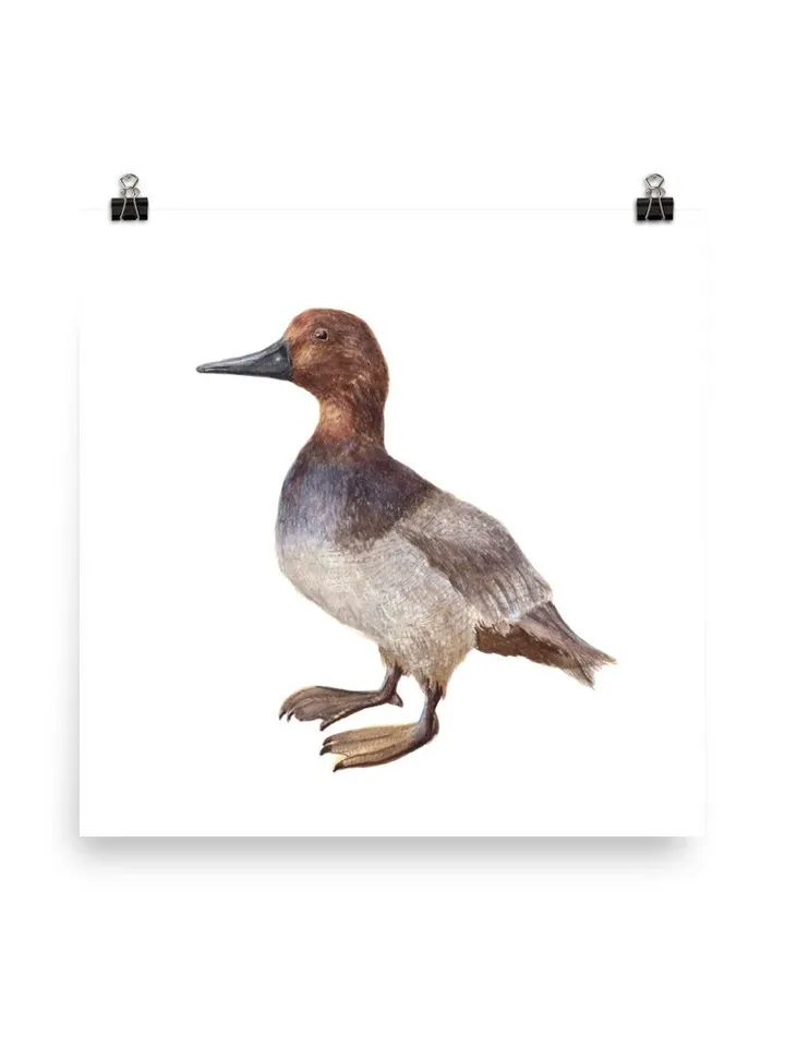 Mallard Duck Watercolor Painting Print, Vintage Duck Print, Duck Painting, Duck Decor, Birds Lovers, Dock Gifts, Duck Illustration, Wood Art