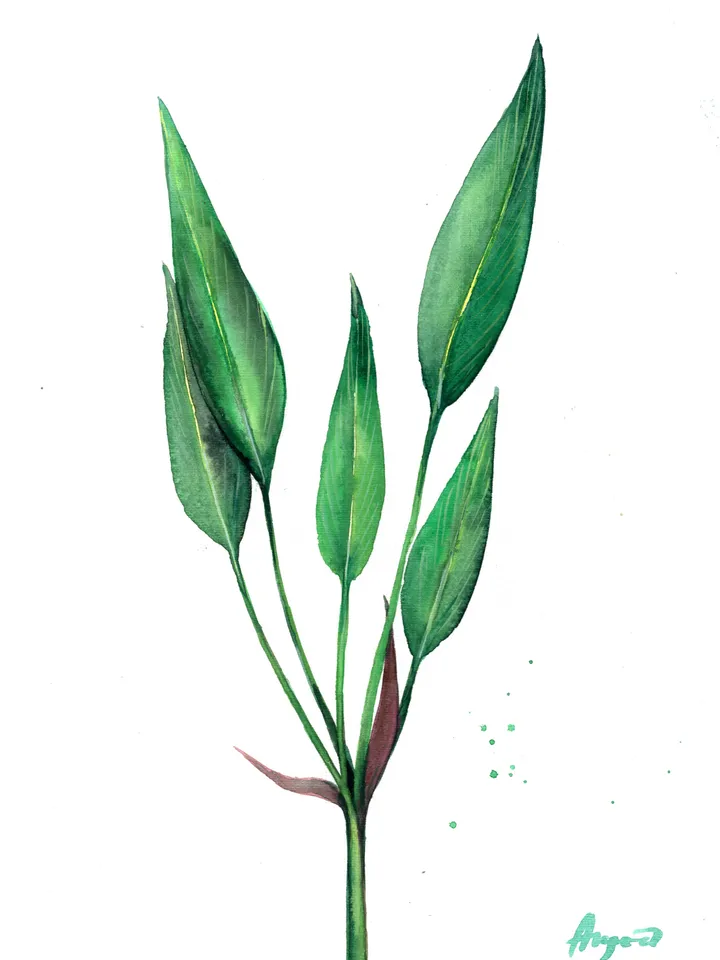 Botany illustration of green leaves Original watercolor, plant painting, room wall decor, plants lover gift, 8x11 in handmade art by Anne Gorywine
