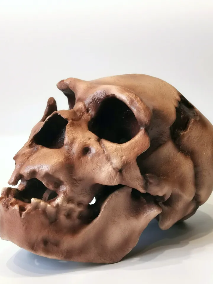 Homo Heidelbergensis Skull Replica, Prehistoric Fossil Collection, Realistic Hominid Skull, Museum Quality