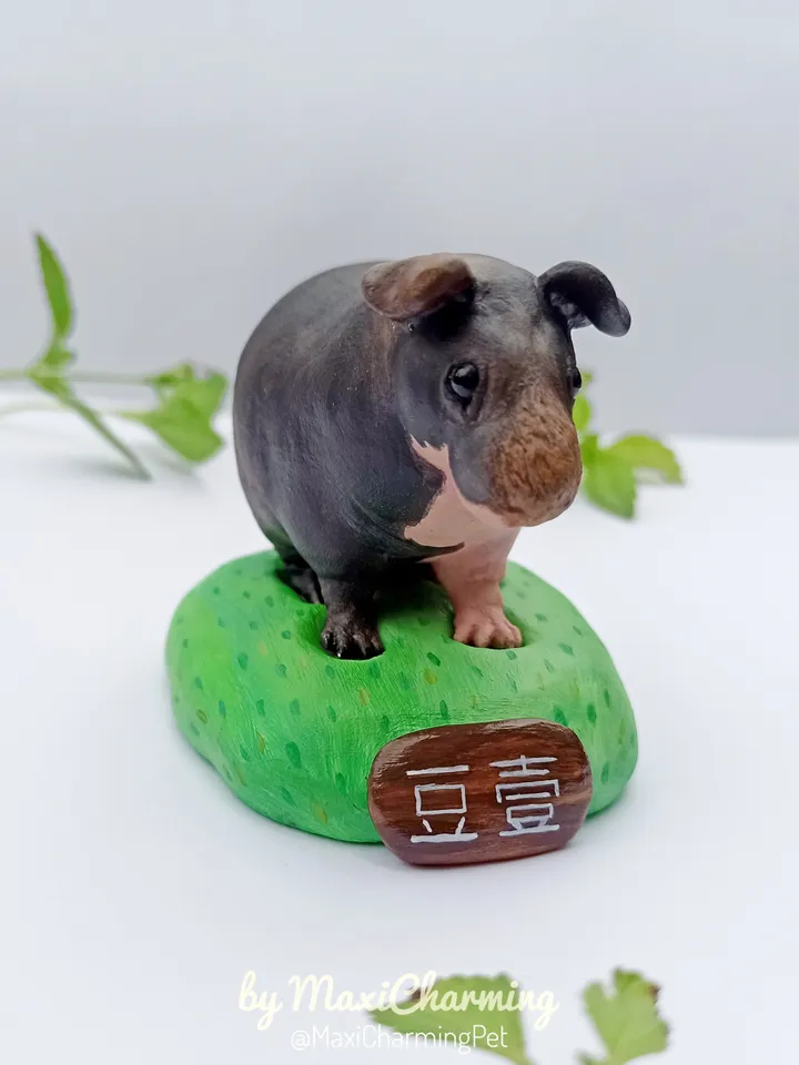 Custom Hairless skinny Guinea pig