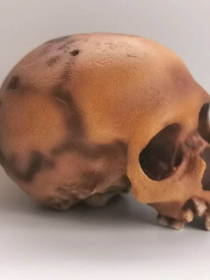 Homo Neanderthal from Teshik-Tosh Skull Replica, Prehistoric Fossil Collection, Realistic Hominid Skull, Museum Quality