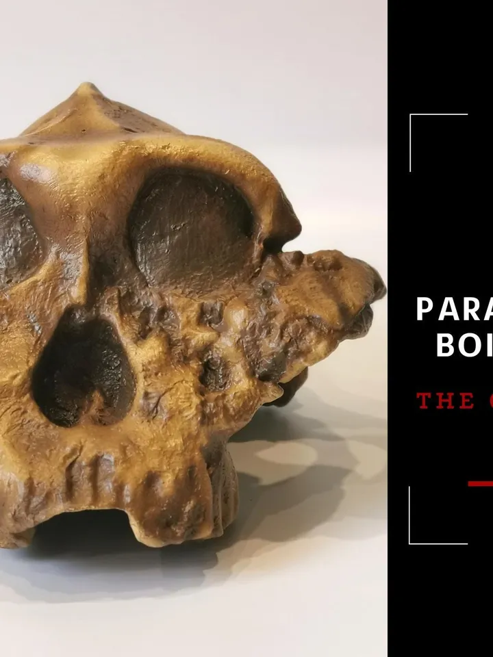 Paranthropus Boisei Skull Replica, Australopithecus Skull Replica, Prehistoric Fossil Collection, Realistic Hominid Skull, Museum Quality
