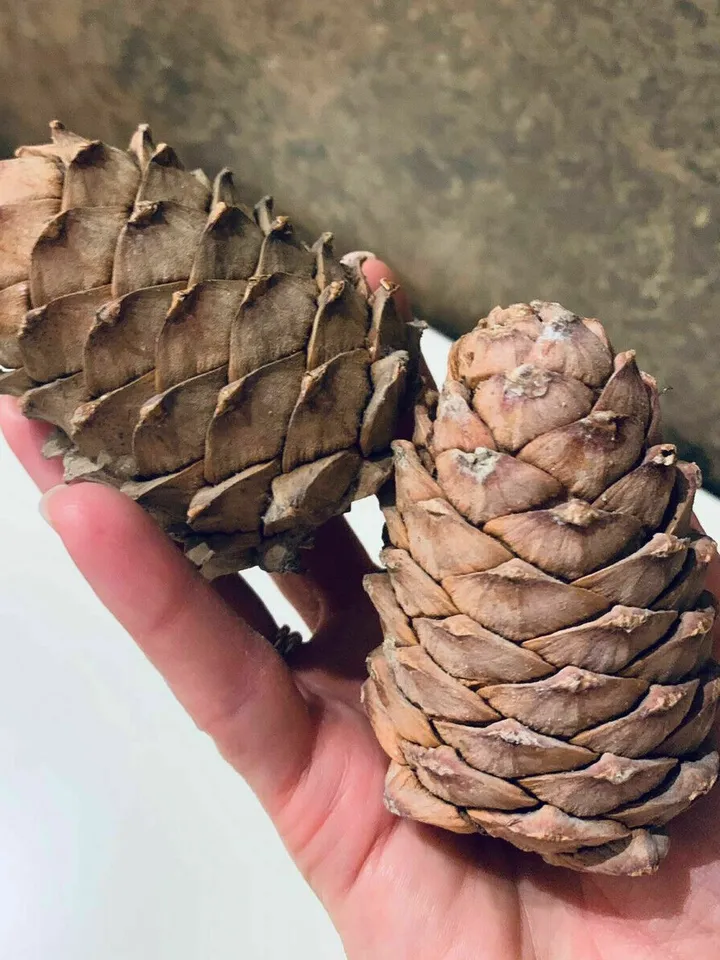 Selected cedar cone with nuts 3 pieces, free shipping