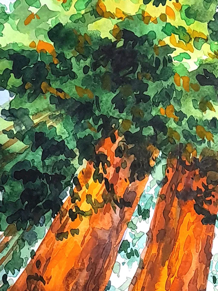 Redwood Painting Watercolor Original Art Sequoia Painting California Art 16 by 11 National Park Wall Art by TatianaArtShop