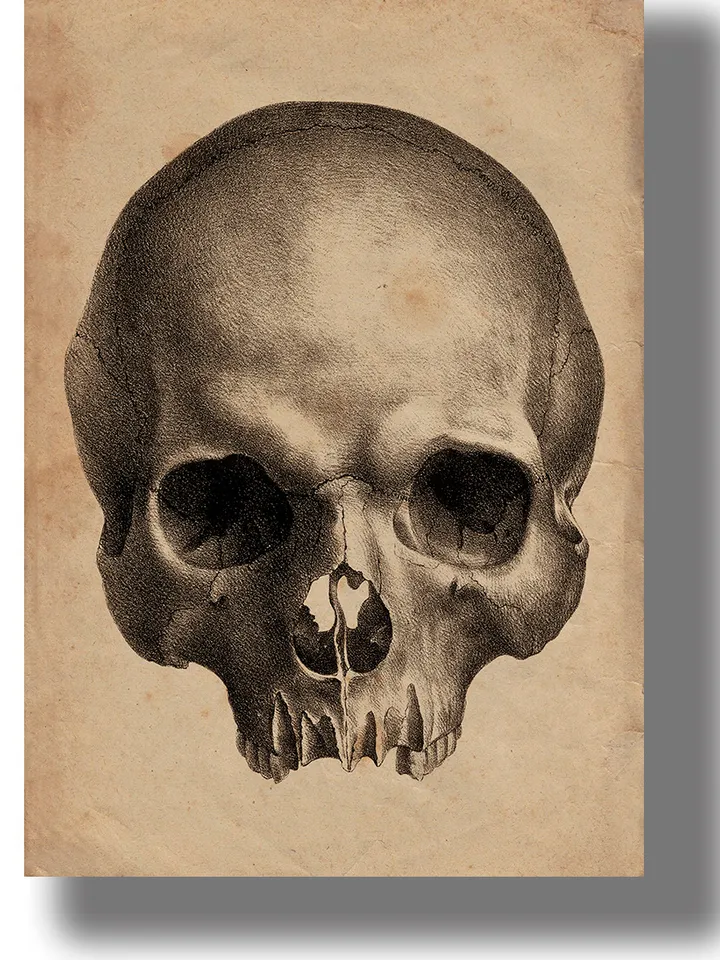 Human skull from a treatise on comparative phrenology.