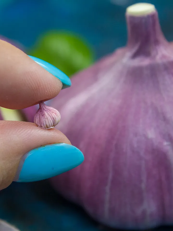 TUTORIAL Miniature garlic with polymer clay