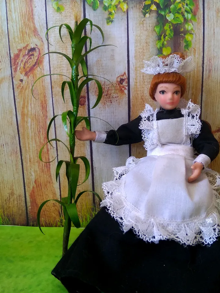 Corn trunk to create a puppet garden.1:12 scale.
