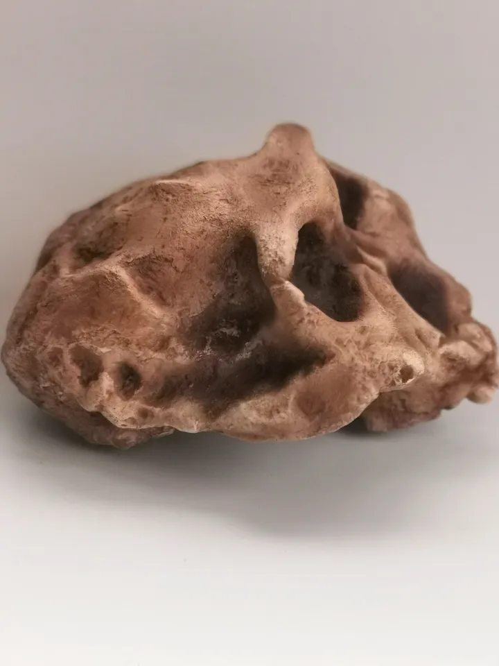 Paranthropus Robustus Swartkrans Skull Replica, Prehistoric Fossil Collection, Realistic Hominid Skull, Museum Quality