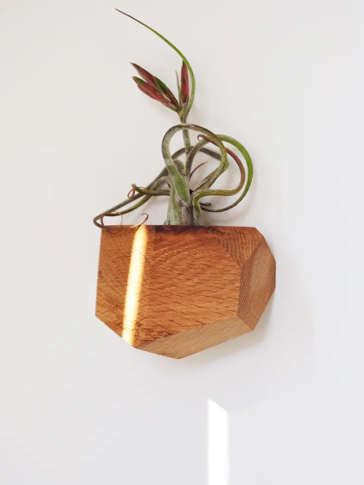 Bundle Set - Set of Five Wood Geometric Air Plant Holders - Bundle and Save! 5 different shapes, different species of wood