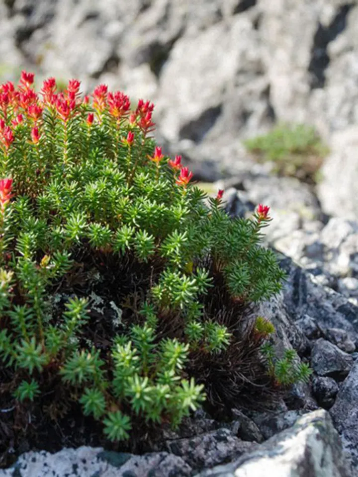 Red brush. Herbal tea Baikal