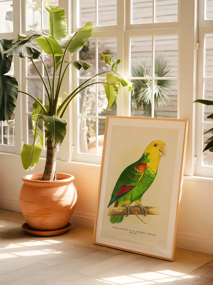 80+ Vintage Parrot Illustration Bundle Colorful Bird Wall Art Retro Parrot Prints Eclectic Antique Style Digital Download for Bird Lovers