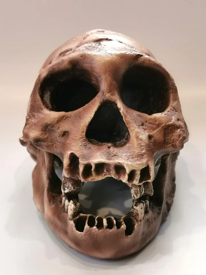 Homo Erectus Georgicus Skull Replica, Prehistoric Fossil Collection, Realistic Hominid Skull