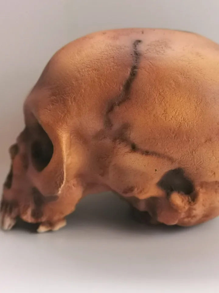 Homo Neanderthal from Teshik-Tosh Skull Replica, Prehistoric Fossil Collection, Realistic Hominid Skull, Museum Quality