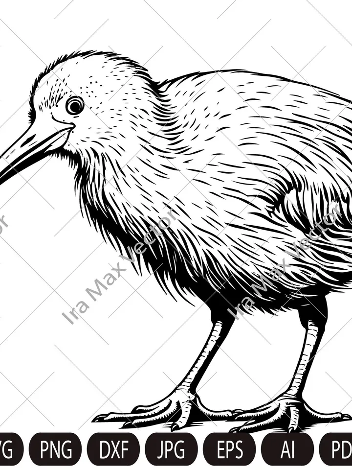 Kiwi SVG, Kiwi Bird svg, Kiwi Bird detailed, Kiwi png , Kiwi clipart, Kiwi Bird Clipart, Kiwi Bird svg files , Kiwi art
