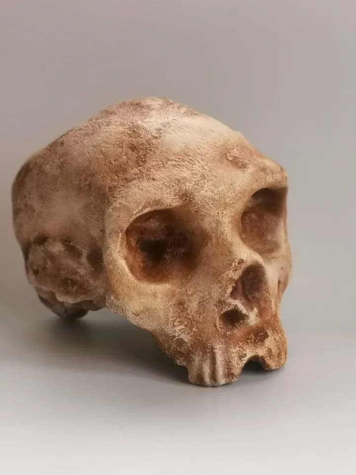 Homo Neanderthal from Gibraltar 1 Skull Replica, Prehistoric Fossil Collection, Realistic Hominid Skull, Museum Quality