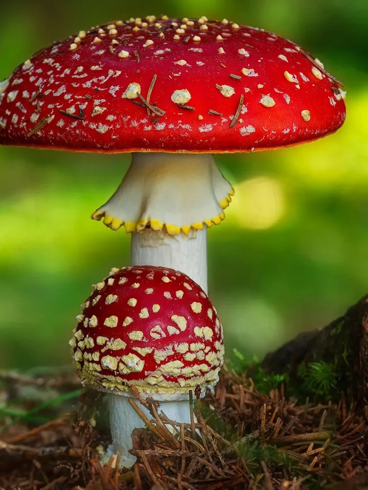Dried Fly Agaric Red Medicilan Mushroom