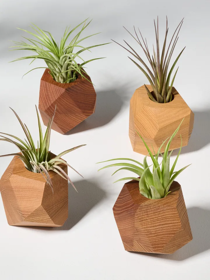 Elm Wood Air Plant Holder
