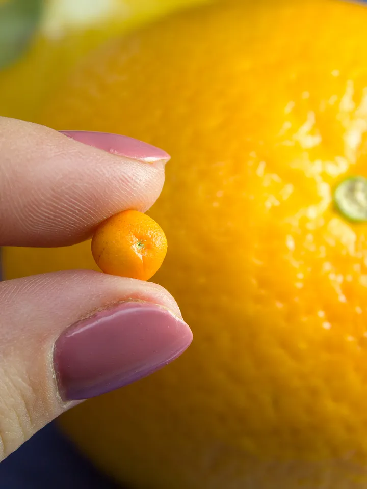 TUTORIAL Miniature orange fruit with polymer clay