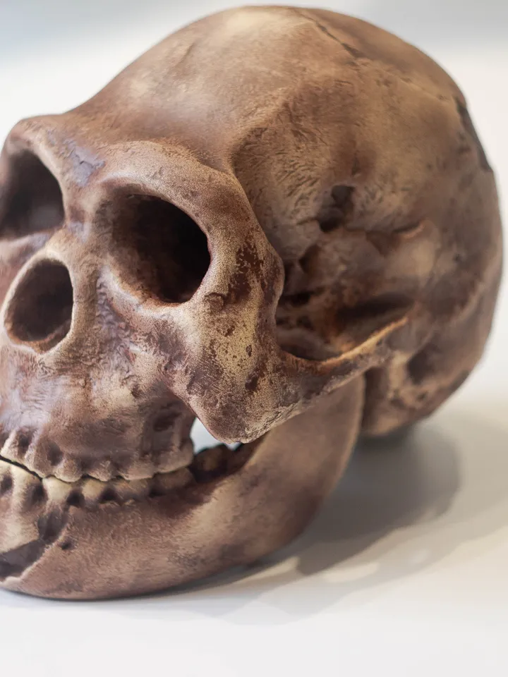 Homo Naledi Skull Replica Reconstruction, Prehistoric Fossil Collection, Realistic Hominid Skull, Museum Quality