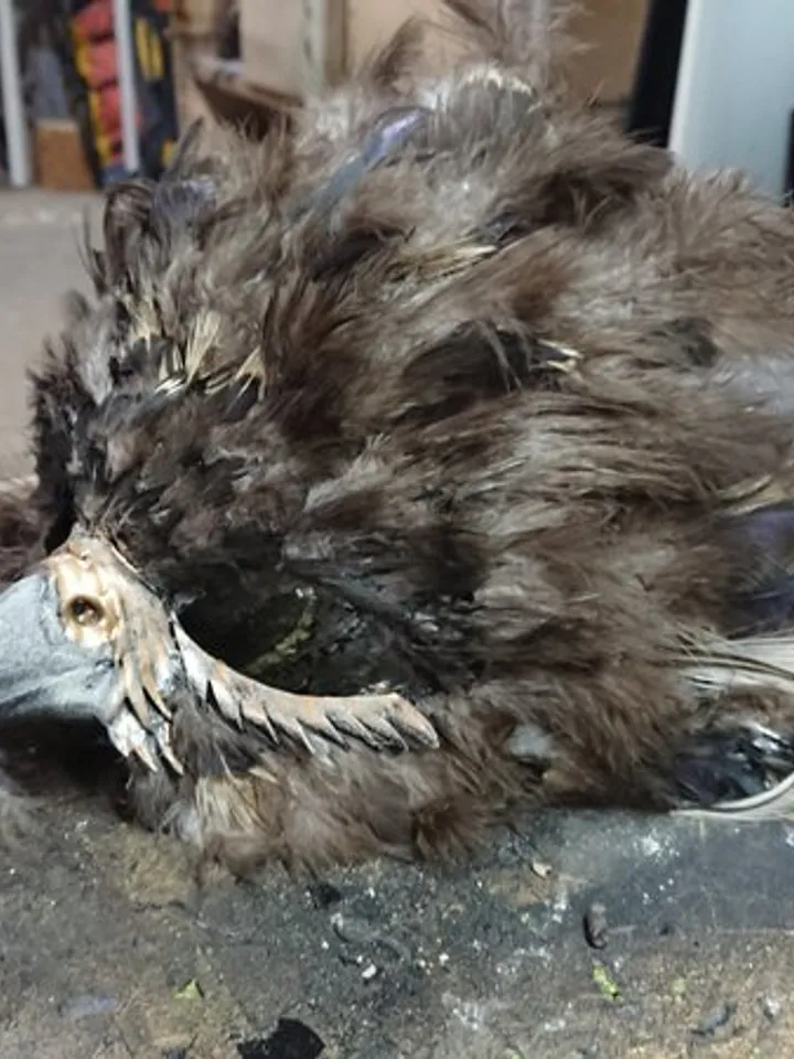 Falcon mask - Mask Hawk - Mask eagle - bird mask - cosplay mask - Mr. bird - Mrs