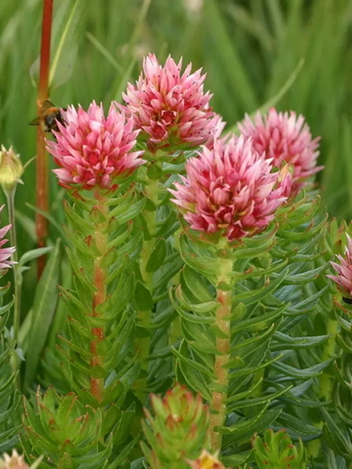 Red brush Rhodiola quadrifida herbal