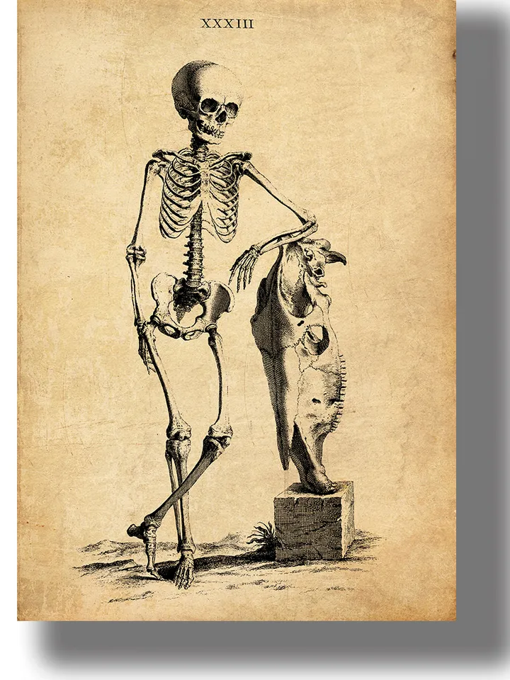 An imposing skeleton.