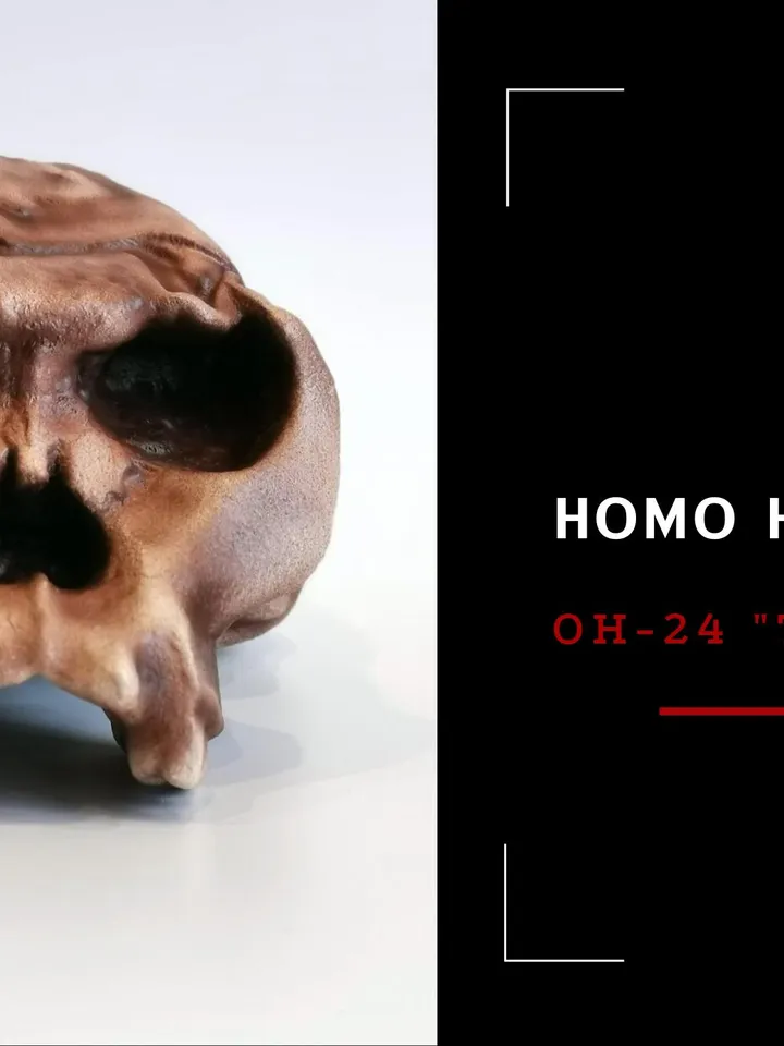 Homo Habilis OH 24 Twiggy Skull Replica, Prehistoric Fossil Collection, Realistic Hominid Skull, Museum Quality