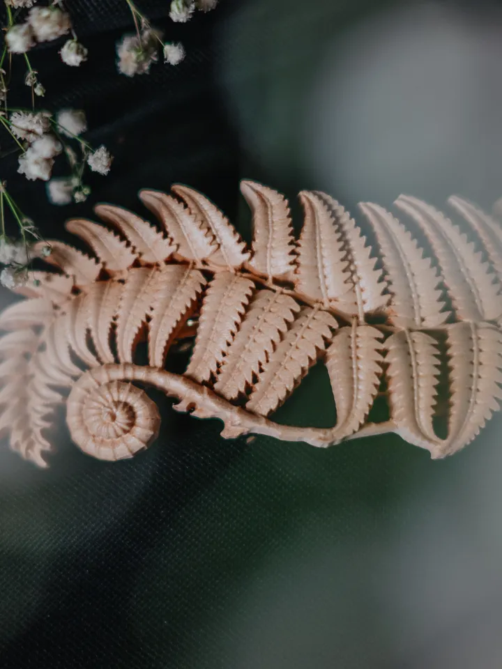 Fern