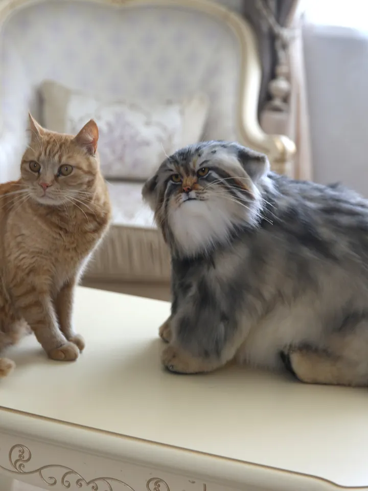 Pallas cat realistic plush animals. Ooak toy. Realistic manul stuffed toy