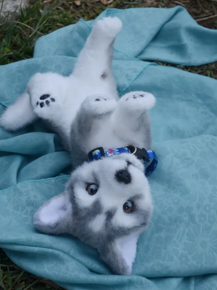 Husky puppy