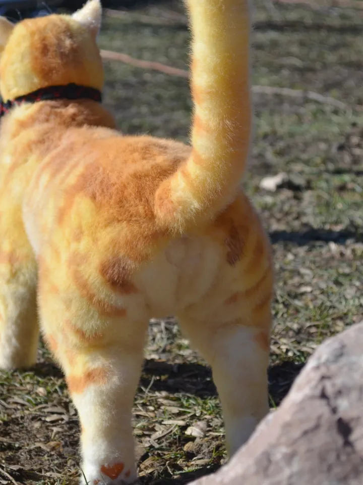 March cat.