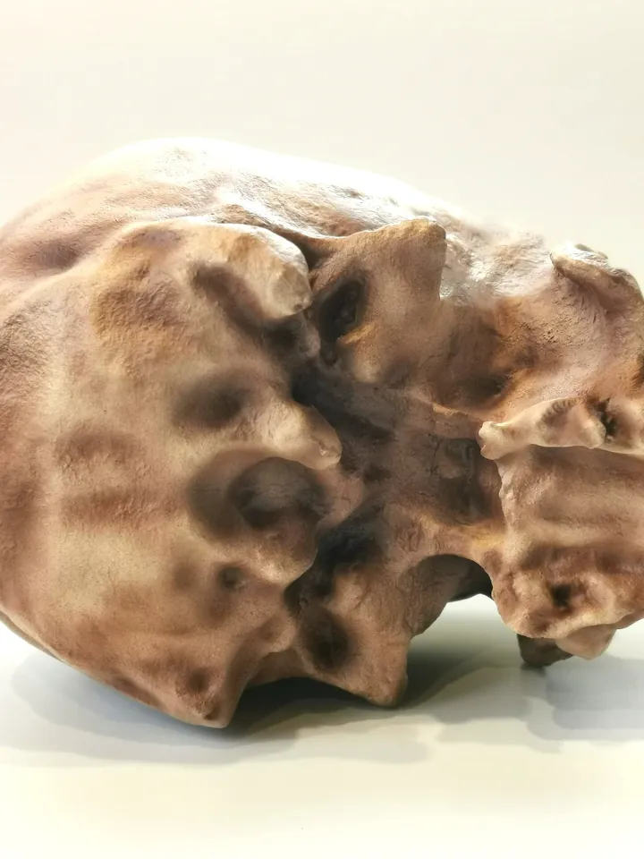 Homo Sapiens Cro-Magnon Skull Replica without Jaw, Prehistoric Fossil Collection, Realistic Hominid Skull, Museum Quality