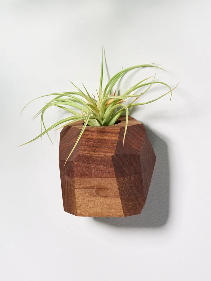 Set of 4 Walnut Geometric Air Plant Holder
