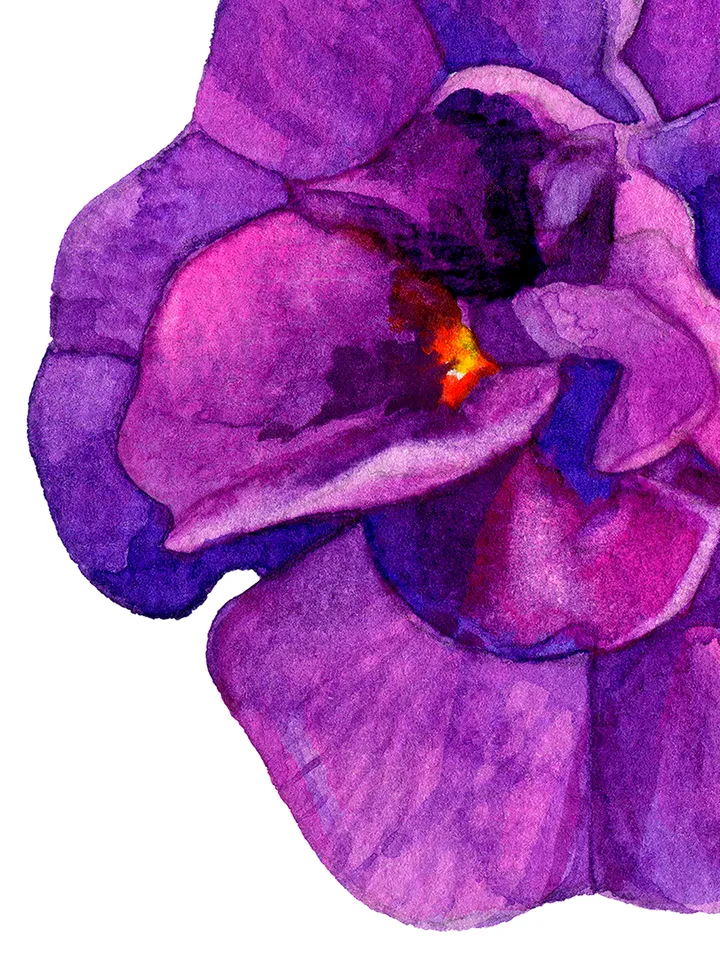 Watercolor botanical clipart, Calibrahoa flowers, 9 Digital files PNG on transparent background, Flower clipart for design, Purple flowers