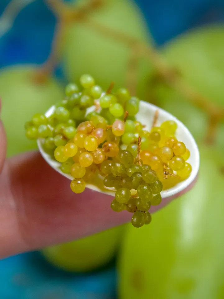 TUTORIAL Miniature grape with polymer clay