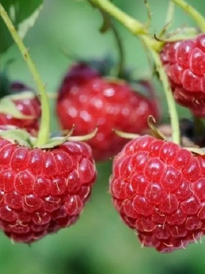 Dried Forest Raspberries, 1000gr.(35.27oz)