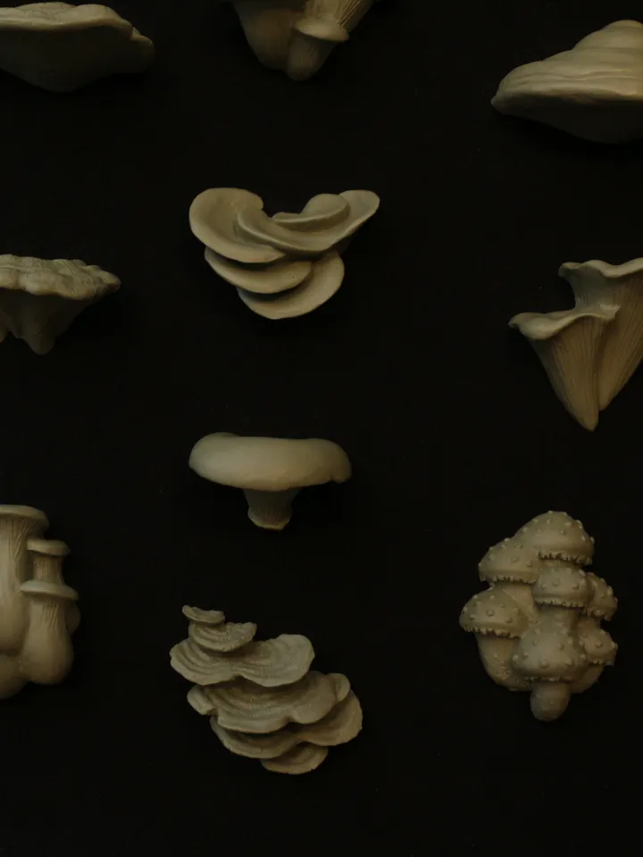 Set of 13 Magnets of Mushrooms (Unpainted)