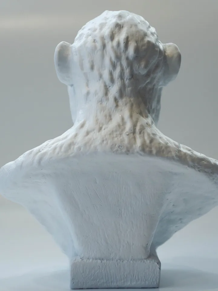Australopithecus Africanus resin bust statue, Museum Quality Anthropology Model for Study