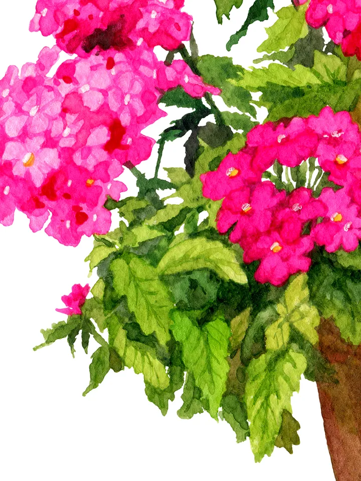 Watercolor botanical clipart, Bright pink flowers in a pot, 2 Digital files PNG and JPEG on transparent and white background, Flower clipart for garden design