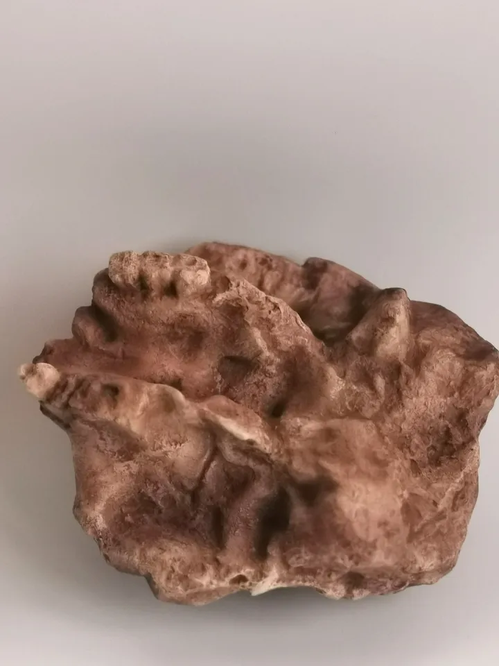 Paranthropus Robustus Swartkrans Skull Replica, Prehistoric Fossil Collection, Realistic Hominid Skull, Museum Quality