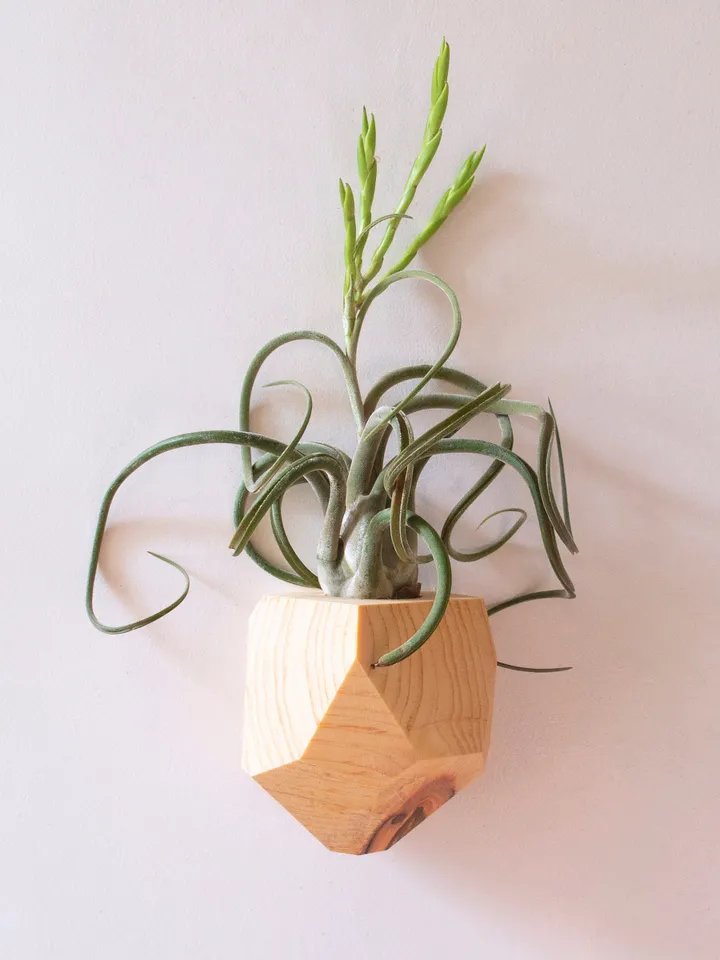 Set of 4 Hemlock Geometric Air Plant Holder